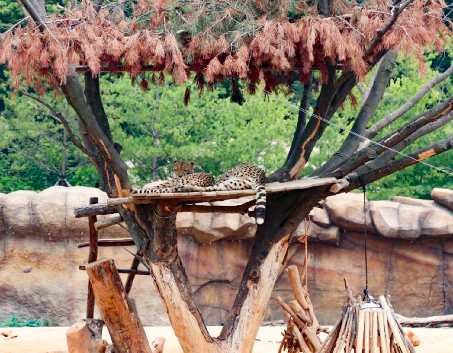 阜陽(yáng)動(dòng)物園[祥源]